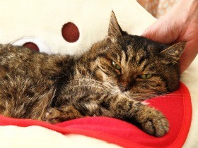 豊満ボディの保護猫「てったん」　寝たきりから奇跡の回復