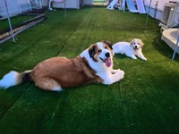 兄犬、ピレバニの勇次郎くん（左手前）と、独歩ちゃん。（画像提供：@manabunwdylさん）