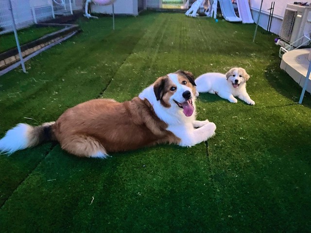 兄犬、ピレバニの勇次郎くん（左手前）と、独歩ちゃん。（画像提供：@manabunwdylさん）