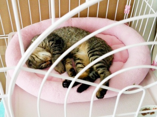  お迎え数日から1週間、手足を投げ出してリラックスポーズで眠るリリーちゃん（画像提供：夜更かしの猫好きさん）