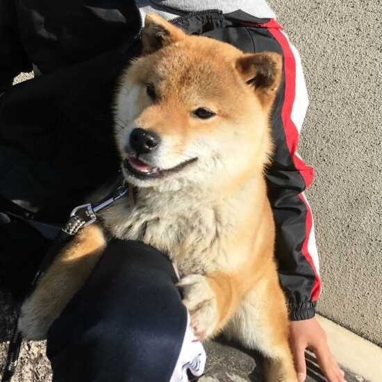 家にきたころの「ポリー」