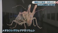 メダカウシヅラヒゲナガゾウムシ