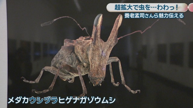 メダカウシヅラヒゲナガゾウムシ