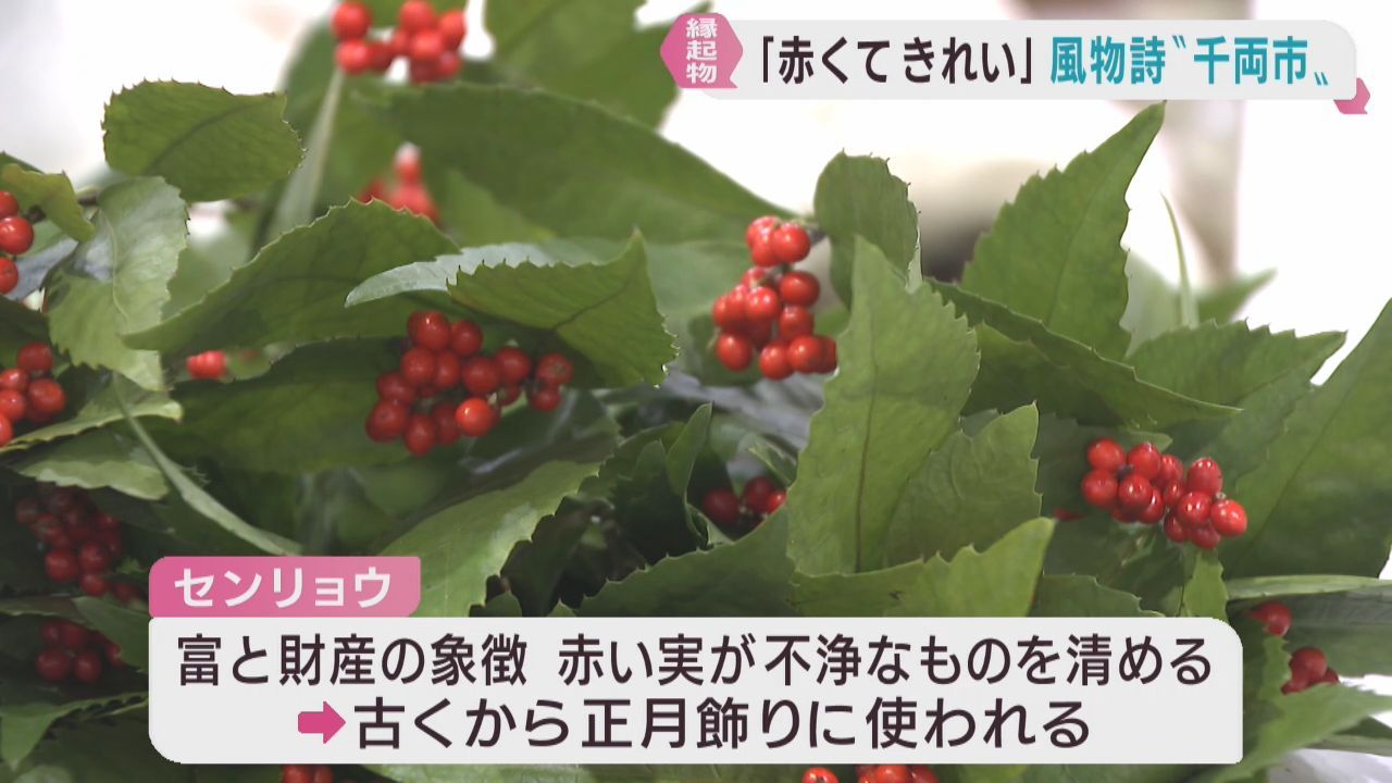 年末恒例　正月飾り用の千両市　仙台市中央卸売市場