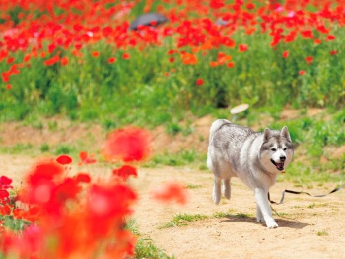 ポピー畑を散策（インプレス提供）