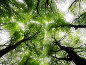 青竹色の葉の隙間から注ぐ光は「地球」が私にくれる「幸せ」だ