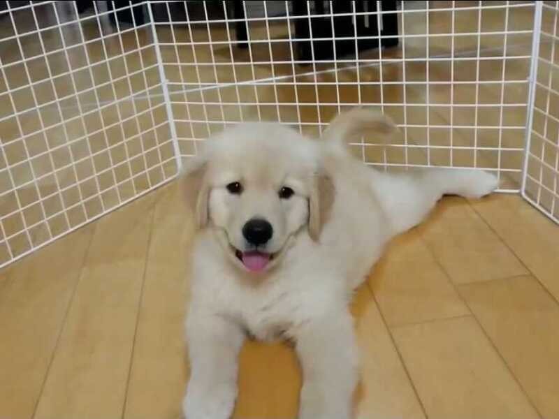 家に来たころの「シェリー」