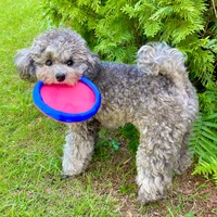 お外でも元気に遊ぶエマちゃん（画像提供：エマです！さん）