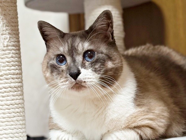 穏やかな日々を過ごすぴーちゃん（画像提供：hiroさん）