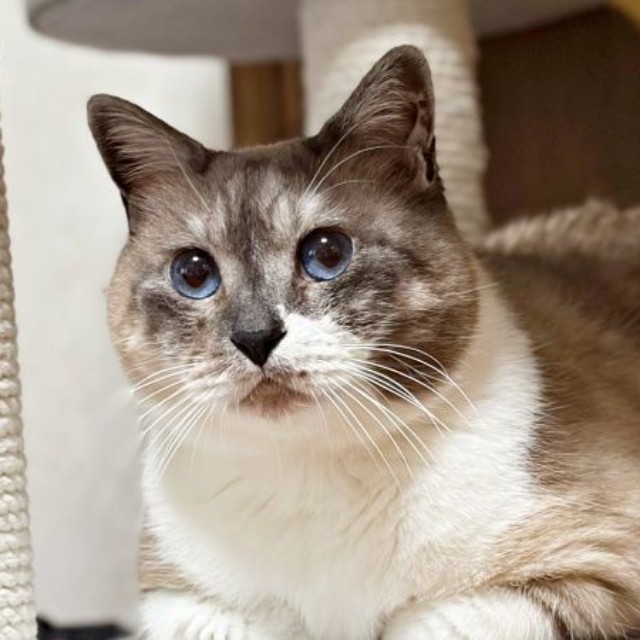 穏やかな日々を過ごすぴーちゃん（画像提供：hiroさん）