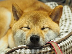 食べるの大好き！　ごはんの前には鳴くツンデレ豆柴の「レノ」