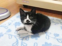 保護まもないころ、小さかったまめちゃん（画像提供：まめさん）