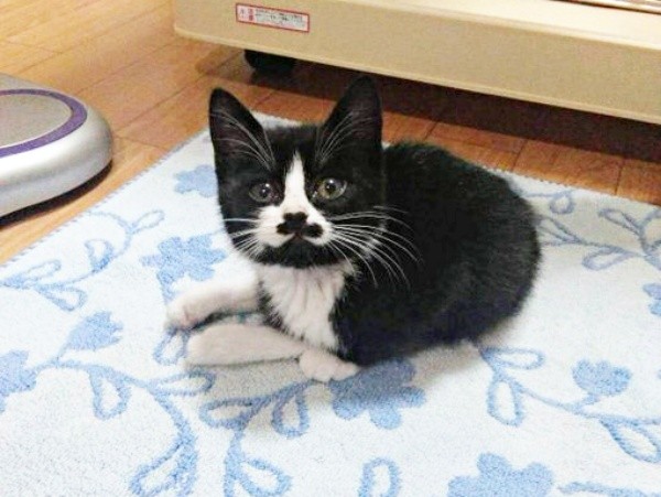 保護まもないころ、小さかったまめちゃん（画像提供：まめさん）