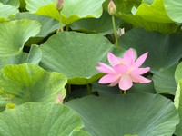岡山後楽園の大賀蓮　6月14日撮影