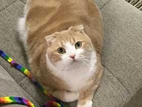 猫じゃらしはまだかな　スコティッシュフォールドの「まろん」　