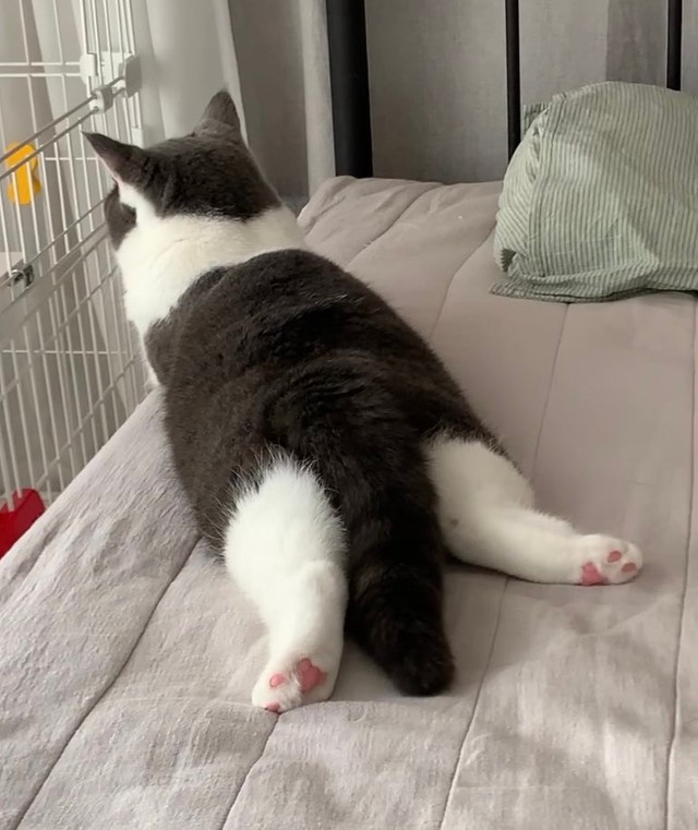 おもちちゃんの後ろ姿が･･･