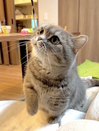 飼い主さんとヒモで遊ぶひまりちゃん（画像提供：亀ぽまさん）