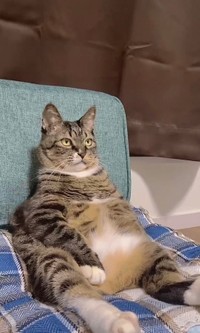 「ドラマ観るかにゃ…」（提供：にゃんてこった。さん）