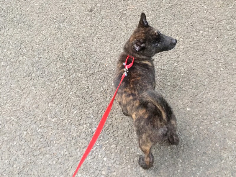 子犬を迎えた後、社会性を身につけさせることも大切