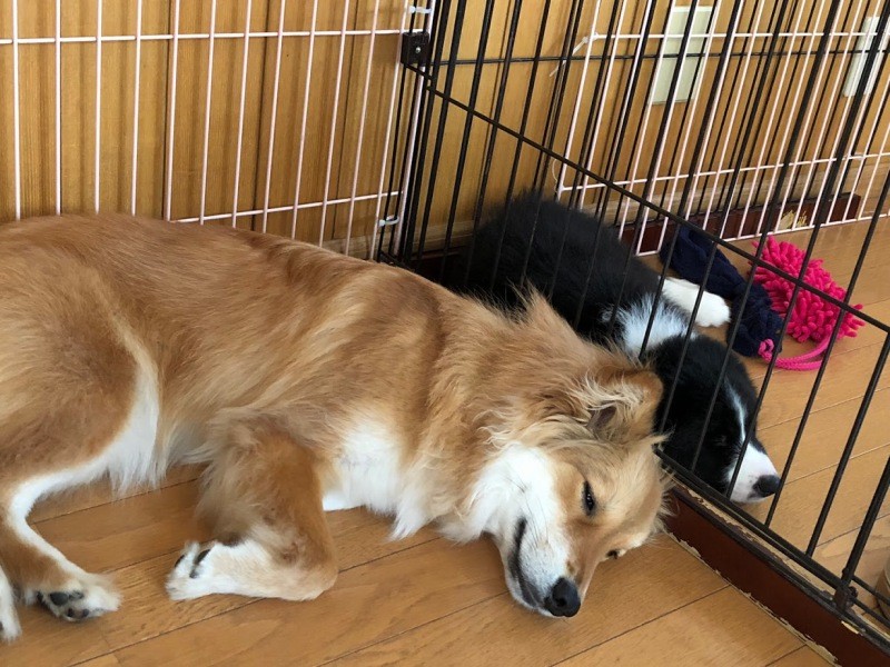 やんちゃな妹のベルにも優しく接するココ