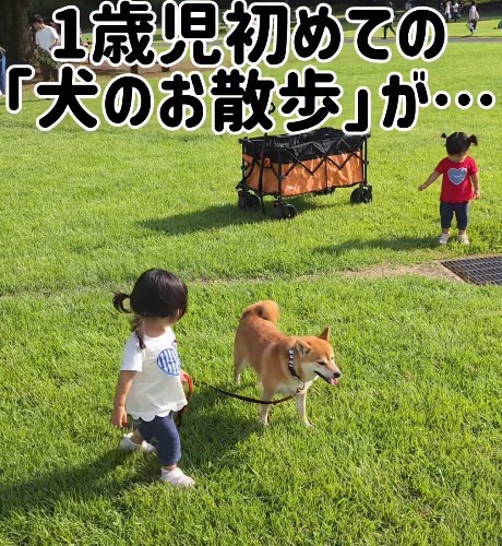 広い芝生で初めてのお散歩に挑戦！（提供：＠shiba_mugistaさん）
