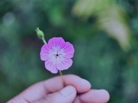 当たり前に疑問を持てること。5歳の娘の自由な発想で考えたい