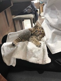 膝の上でくつろぐつくしちゃん（提供：ねこ大家｜猫のための家づくりさん）