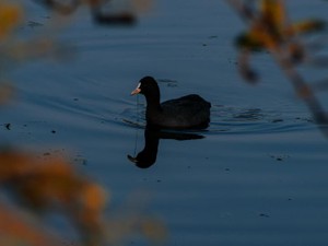壮絶ないじめ体験を生き抜いて夢に向かう私は、醜いアヒルの子だった