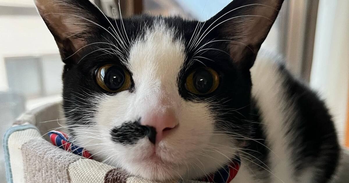 ミックス猫「しらたま」 キャットタワーのてっぺんで優雅～にくつろぎ