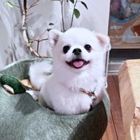 飼い主さんの夕飯に付き添うましゅくん（画像提供：アザラシいぬさん）