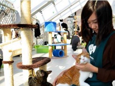 保護猫カフェで飼い主募集　先駆け「東京キャットガーディアン」