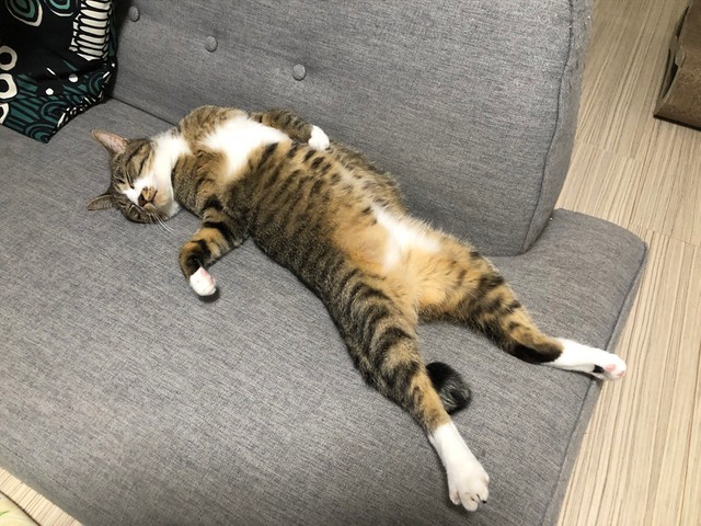 これはチャンス！（提供：ねこまるすいさん）