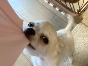 かわいいはずのチワワに肉をえぐられるほど嚙まれ　飼い主は家の中で息をひそめる