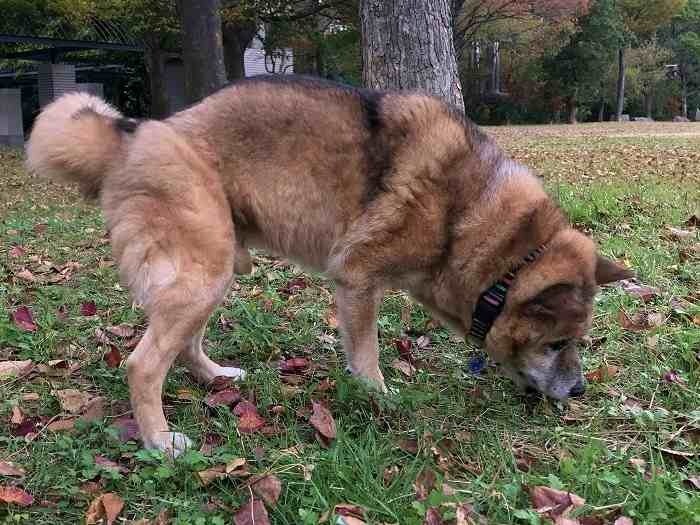 お散歩だってできるよ～