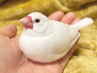 飼い主さんの手のひらでおすわりする御米ちゃん（画像提供：白 御米と御萩さん）