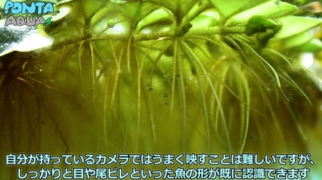 孵化した瞬間は感動したという／投稿主さん提供
