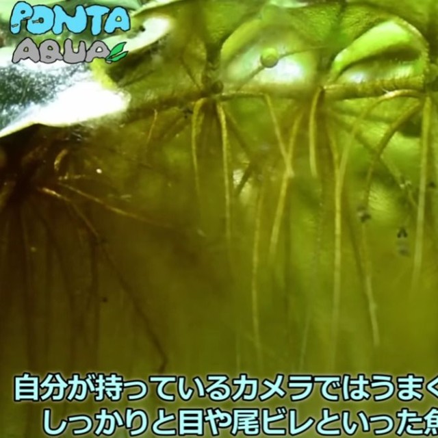 孵化した瞬間は感動したという／投稿主さん提供