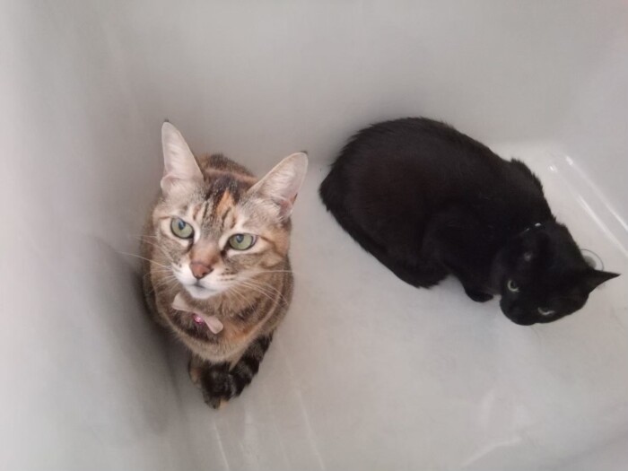 黒猫の弟を迎えて複雑な鞠ちゃん（雅子さん提供）