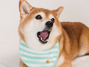 こだわりが強い柴犬の食事、何が正解？