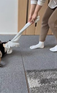 今から柴犬さんが通過します（「豆柴のなな」さん提供、Twitterよりキャプチャ撮影）