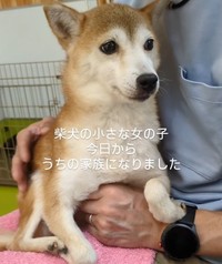 繫殖引退犬の柴犬さんをおうちにお迎えした
