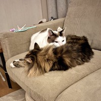 普段から仲良しの、ひまりちゃんとつくねちゃん