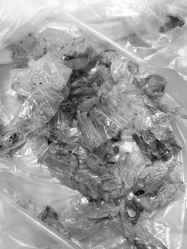 【閲覧注意】大量のビニールや虫の足などを嘔吐した(築港猫倶楽部さん提供)