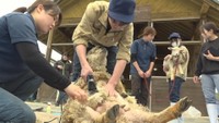 見た目もさっぱり！高校生が羊の毛刈り体験「とても細くなっててびっくり」　岡山市
