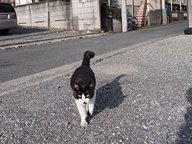 ハチワレ猫を保護したい　反対されても決意は揺るがなかった（５）