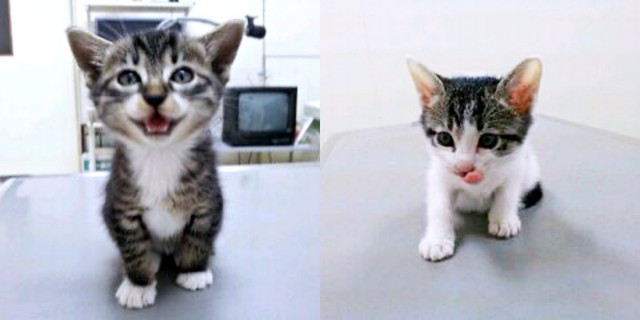 保護時、生後推定2カ月だった（左から）ジャンくんとテンくん（画像提供：信さん）