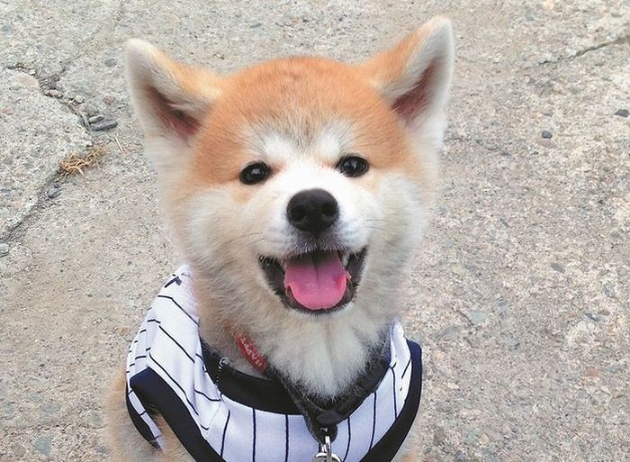 「秋田犬 ゴンとトラ あきたけんじゃないよ あきたいぬだよ」（講談社）より