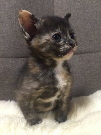 保護当時は、まだ赤ちゃん猫でした＝きゅーちゃん成長日記さん（@cute20200424）提供