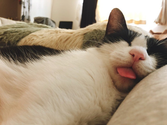 なみさんと過ごして心を開いた糸ちゃん。よく舌をしまい忘れて寝るそうです。「忘れすぎたかにゃ（笑）」（なみさん提供）