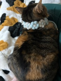 ゆこくまさんにとって、「守護天使」と呼びたくなる存在が銀ちゃん（ゆこくまさん提供）